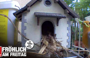 Das Rotkehlchen-Prinzip (Fröhlich am Freitag) Das Rotkehlchen ist bei der Wahl der Unterkunft nicht wählerisch.